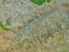 Malacoctenus macropus