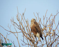 Buteo rufinus