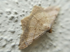 Psamatodes trientata