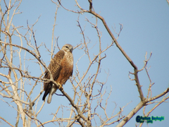 Buteo rufinus