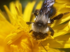 Andrena danuvia