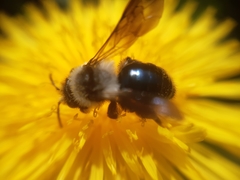 Andrena danuvia