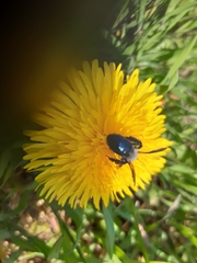 Andrena danuvia