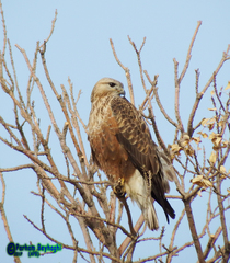 Buteo rufinus