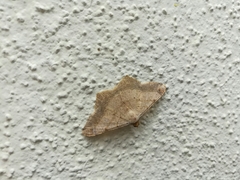 Psamatodes trientata