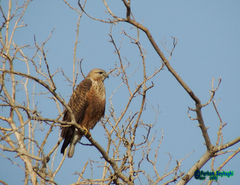 Buteo rufinus
