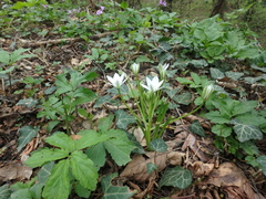Ornithogalum woronowii