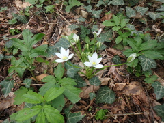 Ornithogalum woronowii