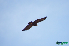 Aquila nipalensis
