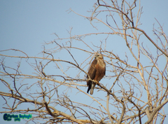 Buteo rufinus
