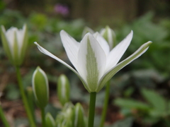 Ornithogalum woronowii