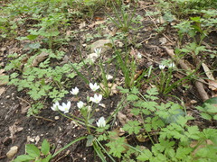 Ornithogalum woronowii