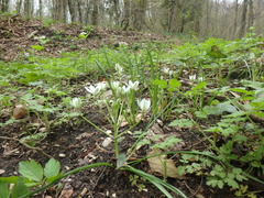Ornithogalum woronowii
