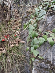 Hedera nepalensis
