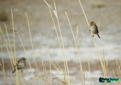 Emberiza schoeniclus