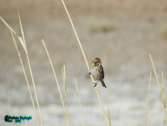 Emberiza schoeniclus