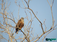 Buteo rufinus