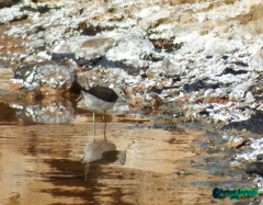 Tringa ochropus
