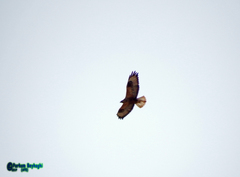 Buteo rufinus
