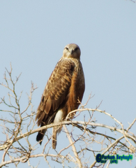 Buteo rufinus