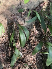 Molineria capitulata