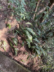 Molineria capitulata