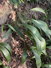 Molineria capitulata