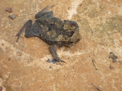 Rhinella castaneotica