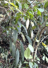 Molineria capitulata