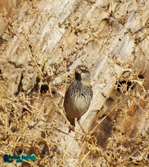 Passer hispaniolensis