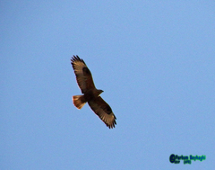 Buteo rufinus