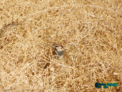 Passer hispaniolensis