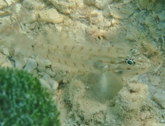 Coryphopterus glaucofraenum