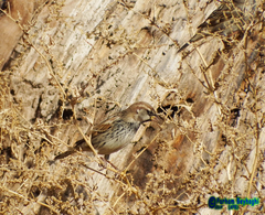 Passer hispaniolensis