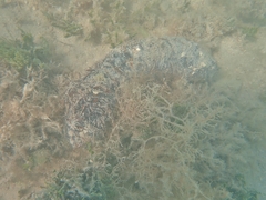 Holothuria mexicana