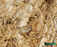 Passer hispaniolensis