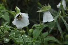 Codonopsis clematidea
