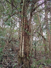 Photinia bodinieri