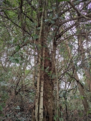 Photinia bodinieri