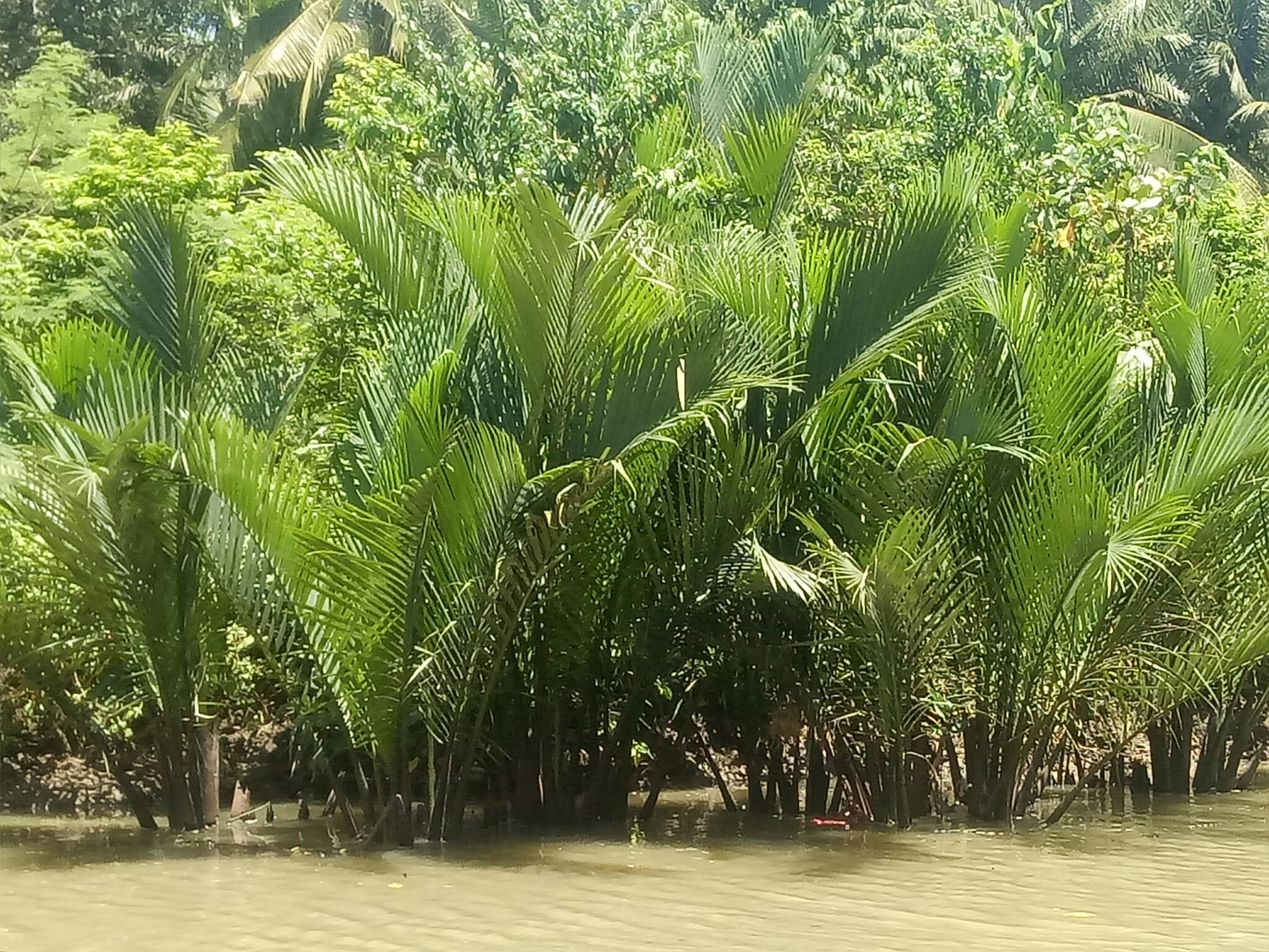 Mangrove Palm (Nypa fruticans)  iNaturalist