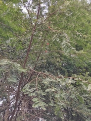 Taxus chinensis