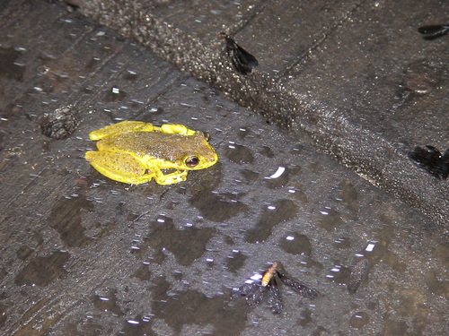 Scinax chiquitanus