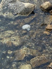 Rhopilema hispidum