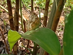 Tanaecia iapis