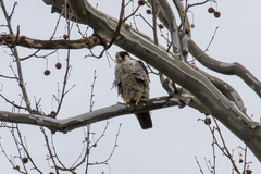 Falco peregrinus anatum