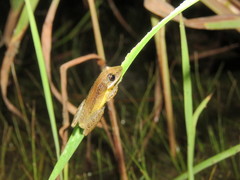 Scinax fuscomarginatus