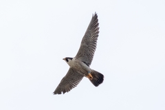 Falco peregrinus anatum