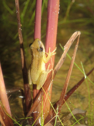 Brown-bordered Snouted Treefrog, Scinax fuscomarginatus