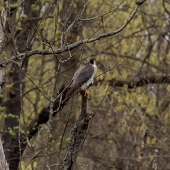 Falco peregrinus anatum