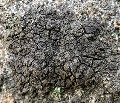 Willeya diffractella